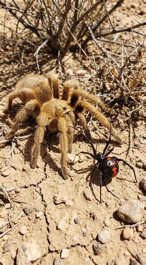 This is not a movie scene. This is real nature. Blink and you miss everything. #wildimaxxvision #wildlife #naturetok #fyp #animalvideo