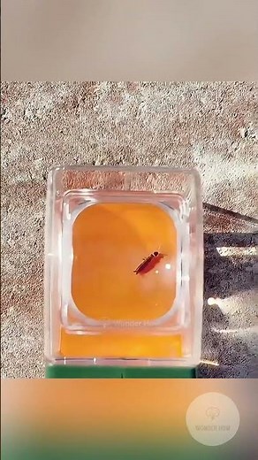 Cockroach Catcher ! #interesting #amazing #cockroach #insects #dangerous