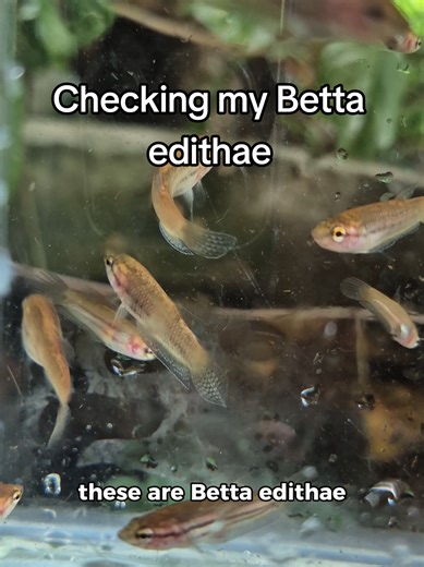Checking on My Wild Betta Edithae