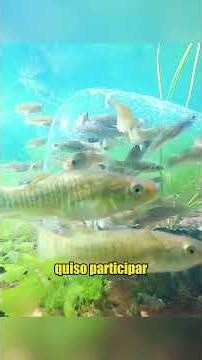 Using glass bottles as traps to catch fish#fishing #challenge #fyp #foryou#US