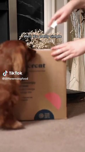 How does a dog food subscription service work? 🐶 #dogfoodsubscription #freshdogfood #dogfooddelivery #dogfooddeliveryday