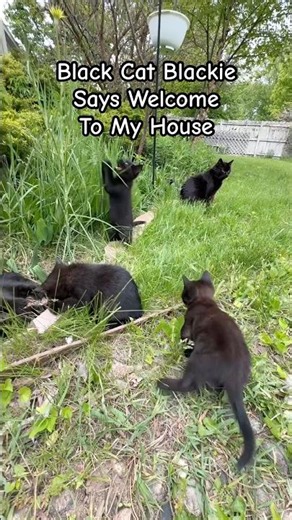 Black Cat Blackie Says Welcome To My House! #catlife #catlove #catfamily