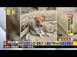 最新》0403地震曾立功！ 搜救犬「小鋼炮」Wilson訓練墜樓離世‪@newsebc‬