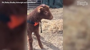 17K views · 400 reactions | Steven is back on his hooves! ❤️ | People | Facebook