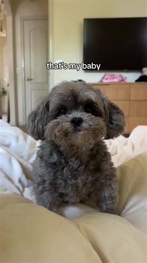 Squiggly Mustache Dog: A Cute and Iconic Look