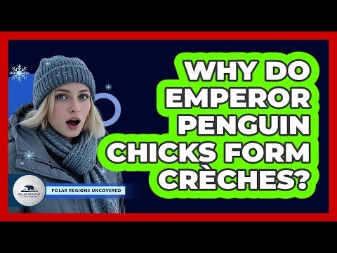 Why Do Emperor Penguin Chicks Form Crèches?