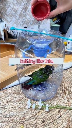 DIY Bird Bath From Bottle 🐦 Easy Lovebird Tutorial | #shorts #lovebirds