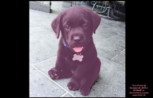 Chromosomes and genes