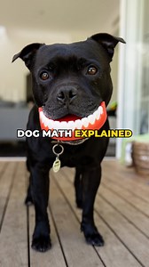 Dog Math explained 🤓 . . . . . . . . . . . #dog #moments #DogMath #staffordshirebullterrier #cute #staffy #doglover | Happy Staffy Co.