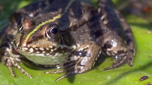 Frog, Toad, Amphibian. Free Stock Video