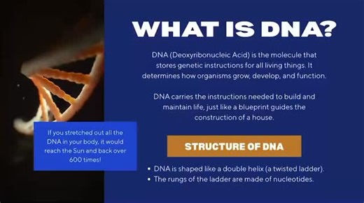🧬 DNA & RNA: the ultimate teamwork behind life! DNA safely stores the instructions that make you, while RNA acts like the messenger—carrying those instructions to build proteins. 📖➡️🧪 Double-stranded, twisted DNA holds long-term information, while single-stranded RNA is flexible and ready to work. Understanding their structure helps explain their function—and suddenly biology starts to click! 💡 🎥 Watch the video to see how tiny molecules control big life processes 👥 Follow for clear, visua
