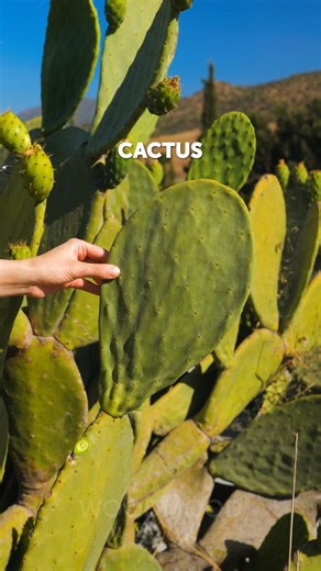 Unique Leather-Making Process Using Wild Cacti You Need To See! 🌵 | Wood Mood