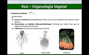 Tipos de Raiz - partes, função das raízes - resumo