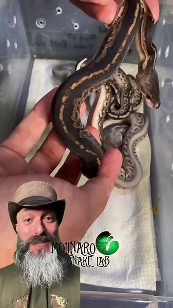 Incredible ball python!