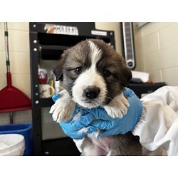 Pueblo, CO - Labrador Retriever/Great Pyrenees. Meet STRAWBERRY SHORTCAKE a Pet for Adoption - AdoptaPet.com