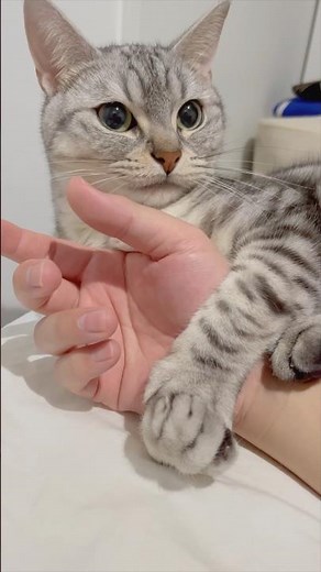 My cat is way too tsundere with dad, too cute I can't handle it...!! #cat #cat