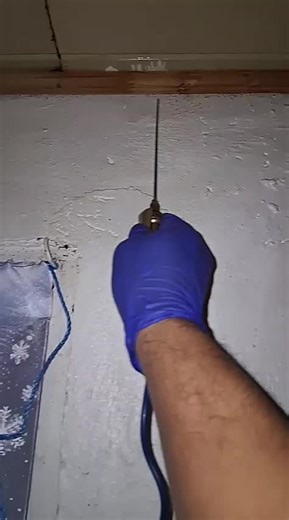 Plaga de cucaracha germánica ❓❓❓🚫🪳🪳 No se preocupe más, nuestros resultados son inmediatos ‼️ Consulte 📲 6239 2786 #cucarachagermanica #fumigacion #plagas #controldeplagas #cucarachas