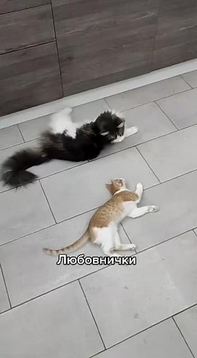 Can Cats Eat Peaches? #кот #кокос #персик #мейнкун #пэт_друг #пэтвтиток