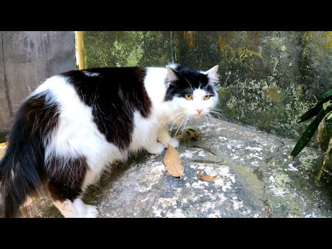Video Kucing Anggora Lucu dan Imut Bermain Dengan Ayam Jago