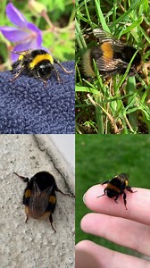 We all deserve a rest. Bumblebee queens are no different 👑 💤 Once they emerge from their nest, new bumblebee queens spend a lot of time resting on the ground or other surfaces. They are conserving energy by not being too active. 🕒 After a few hours or days, these new queens will gradually disperse to feed and mate before either setting up their own nest or finding somewhere to hibernate over winter. 🌷 If you come across a resting bumblebee, leave it be. There's no need to do anything, unless