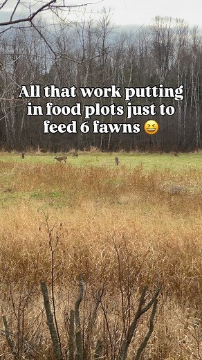 Not complaining but sure would like to see some adult deer today too #deerhunting #deerseason #wisconsinhunting #foodplot | Midwest MTN