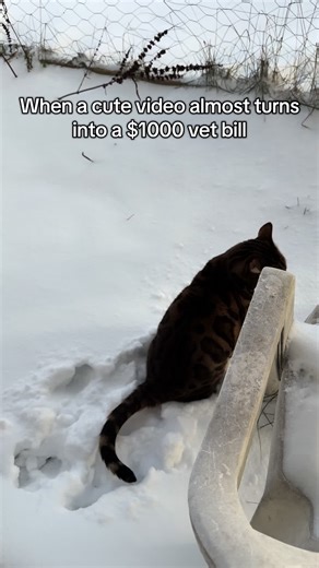 I wanted to take a video of Tony going into the fresh snow we got over night but it almost turned into a big vet bill 😳 #snow #bengal #cat #scare