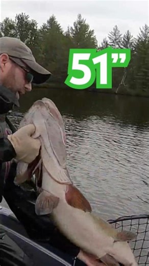 My BIGGEST Inland Wisconsin Musky EVER! | EPIC Topwater Battle #fishing #muskyfishing #muskie #musky