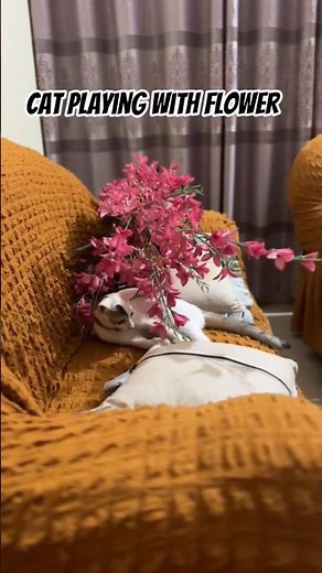 Why This Cat is Obsessed with Flowers! cat playing with flower | viral cat video #shorts #viral