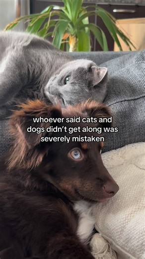 Cats go good with dogs 💚🩷 | Chewy