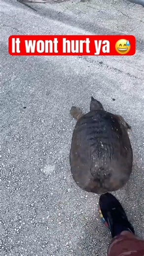 Snowbird In Florida Wants To Pick Up A Harmless Soft-shell Turtle 🥴