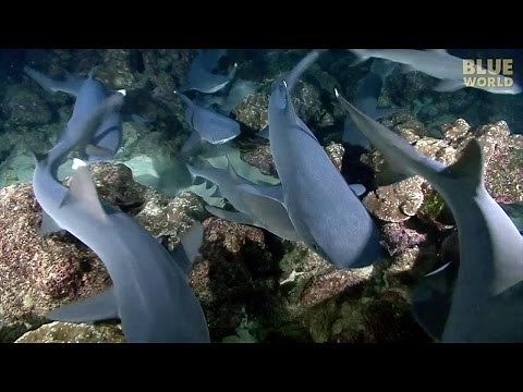 Night of the Hunting Sharks! | JONATHAN BIRD'S BLUE WORLD