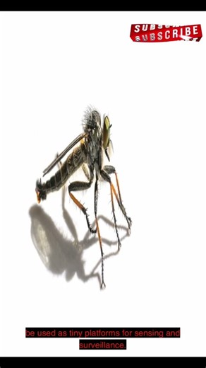 DARPA’s Secret Bug Weapons & Bio-Surveillance 🐜