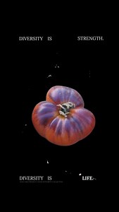 Diversity is the language of life on Earth. It expresses the curiosity, innovation, beauty, and adaptation of living systems, creating resilience in the face of change. As nature’s first and most reliable safety net, biodiversity does more than make our lives more vibrant: it’s what makes them possible. Seeds are our inheritance - on loan from the ancestors, soils, pollinators, and elements that shape them. We are their caretakers for a brief moment, and in that handoff, we help decide what cont