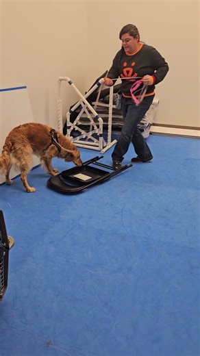 Nosework practice 1/24/26