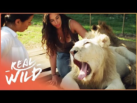 This Woman Leads A Lion Pride