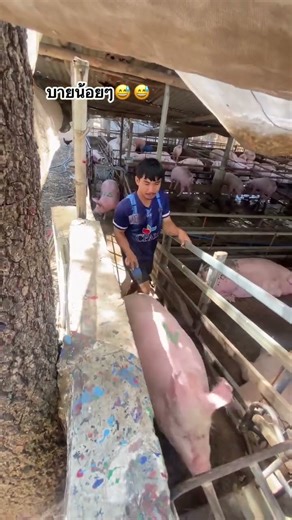 pigs quick loading #pig #pigfeed #pigbreeding #animals #hogger #pigfarming #farmlife