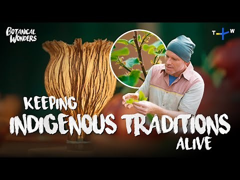 This Tree Is Culturally Significant. Here's Why ǀ Botanical Wonders