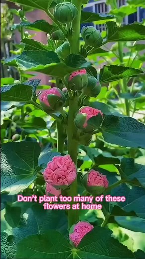 Planting hollyhocks can bring several benefits to your garden. Here are a few reasons why you might consider planting them: 🪻Beautiful Blooms: Hollyhocks produce stunning, tall flower spikes in various colors, adding a dramatic element to your garden and attracting bees, butterflies, and hummingbirds. 🪻Vertical Interest: Their tall height provides visual appeal and can be planted against fences or walls for added depth. 🪻Cottage Garden Charm: Hollyhocks add a touch of nostalgic charm and a ro