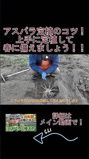 [IMPORTANT] Here are two tips for planting asparagus! #agriculture #vegetables #MinokamoCity #hom...
