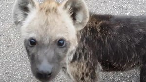 Mind-controlling parasite makes hyena cubs more reckless around lions