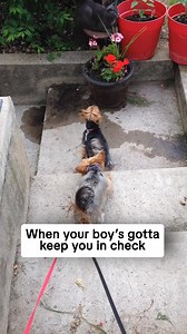 Real Dogs of Simi Valley 😹 #afv #dogs #cats #funny | America's Funniest Home Videos