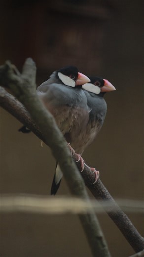 Meet the Java Sparrow! 💕🐦 Endemic to Java, Bali, and Kangean in Indonesia, these beautiful birds are highly social birds that thrive in flocks and are known for their cheerful chirps. Sadly, they are endangered. With wild populations declining due to habitat loss and trapping, conservation is now crucial! 🌿✨ Join our Fighting Extinction program to help protect and preserve these beautiful finches for the future. ❤️ Fighting Extinction. Together. #BaliBirdPark #FightingExtinctionTogether | Bal