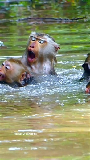 Crazy Monkey Fight in the Stream Turns Into a Hilarious Splash Show! Watch These Wild Monkeys Battle, Chase, and Dive in the Water Like True Jungle Warriors — Pure Nature Drama! #babyanimals #reelsfb #leo #wildlife #animals #rainbow #Luna #monkey #cuteanimals #lynx #fblifestyle | Monkey Of Cambodia