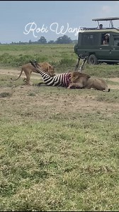 3.5K reactions · 26 shares | Hello and welcome to kenya . Today we are at safari and as you can can see a zebra is down. This is mother nature. #viralreels #viralphotochallenge #safari #Discovery #savannah #miracle #wildlife #discover #experience #explore | Furaha Sitima Wanje | Facebook