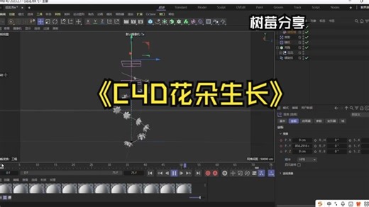 C4D花朵生长