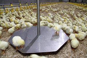 Precision Livestock Farming improves animal welfare - Fancom