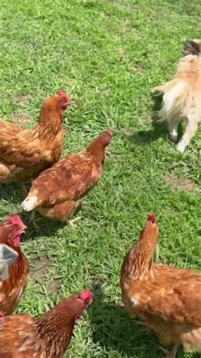 Dog Loves to Play With Chicken Friends || ViralHog