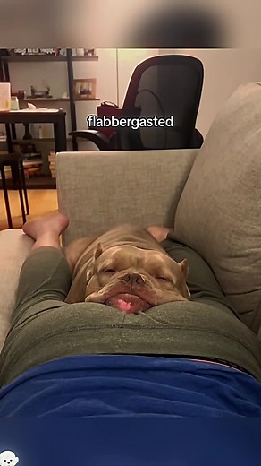 Dogs Can Smell Embarrassment: Funniest Dog Moments