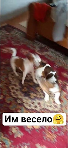 Sonya has her own world😄 #dog #dog #jackrussel #sonechka