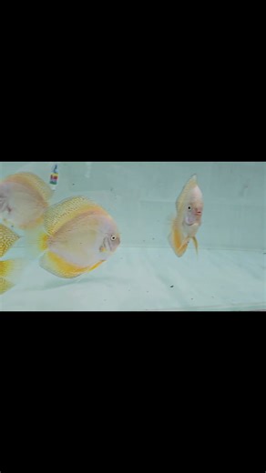 2.4K views · 114 reactions | Yellow snow leopard  Coming soon !!! #georgiadiscus #discusfishtank #discuslovers #fishtank #newarrivals #aquarium #fish | Georgia Discus | Facebook